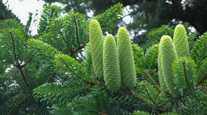 Abies beshanzuensis