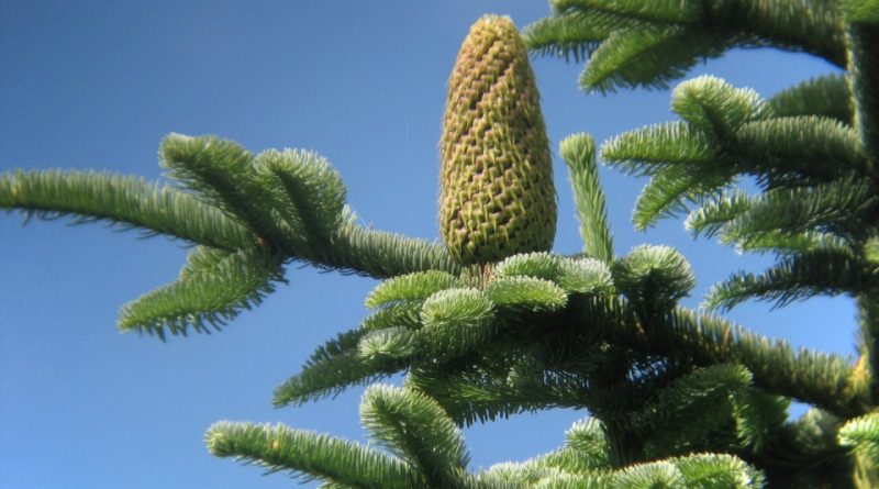 Abies procera