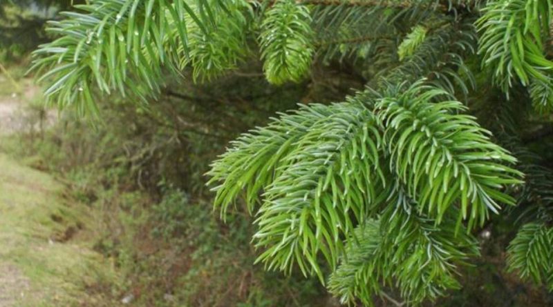 Abies religiosa