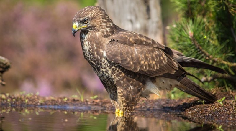 Accipiter nisus