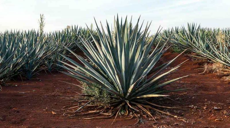 Agave tequilana