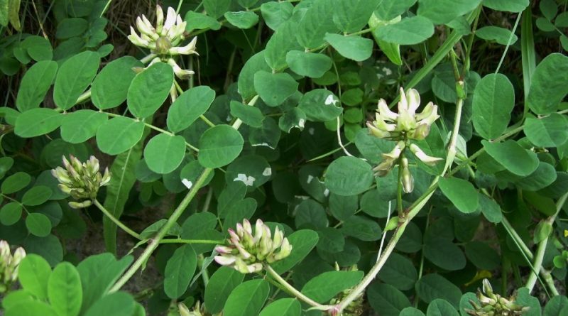 Astragalus glycyphyllos