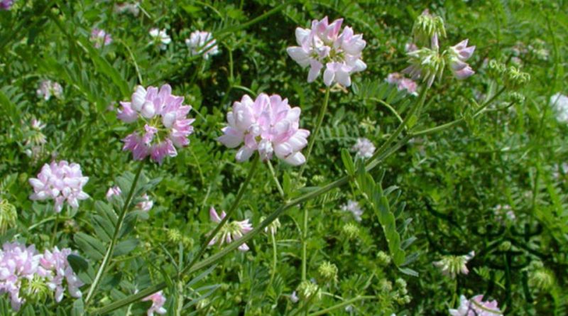 Astragalus propinquus