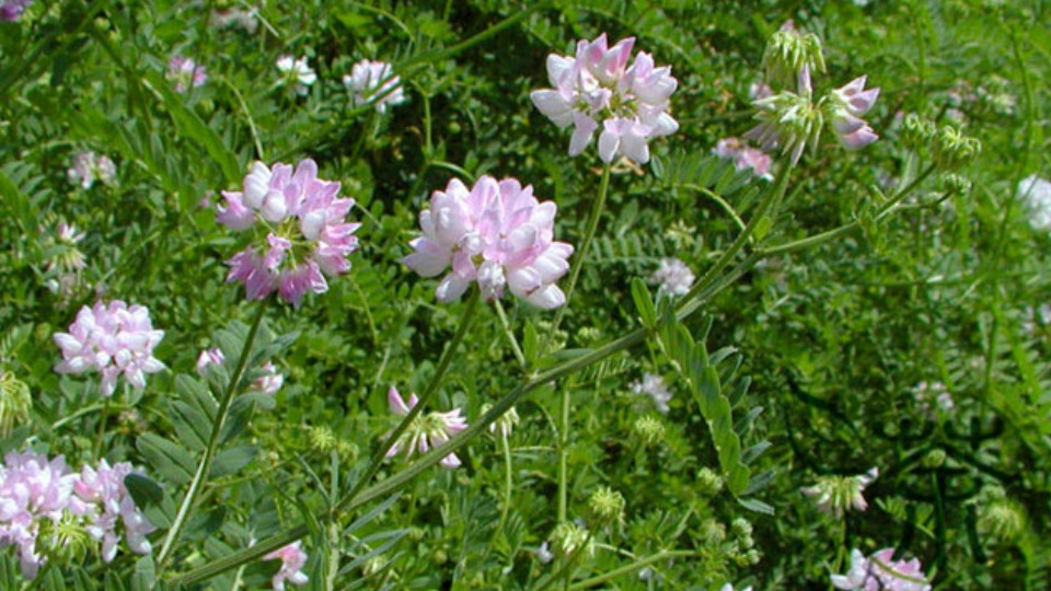 Astragalus propinquus Sistemática, Hábitat, Cultivo
