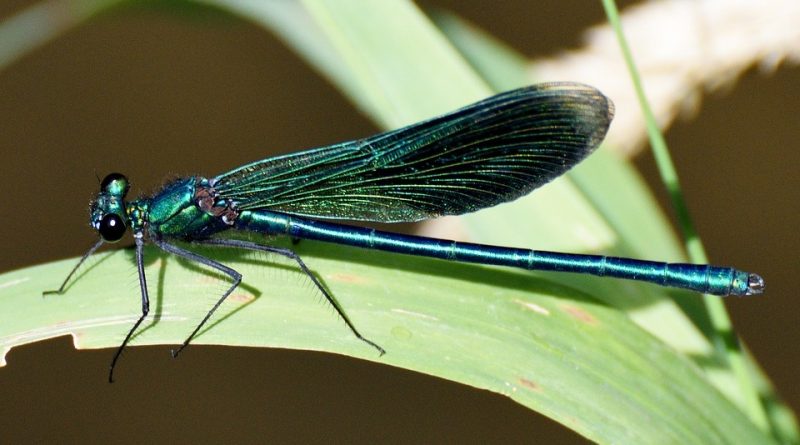 Calopteryx virgo