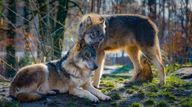 Canis lupus