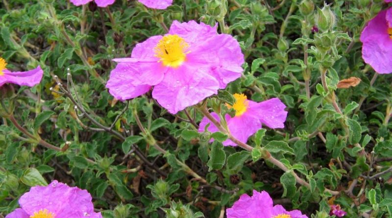 Cistus creticus: Systematics, Etymology, Habitat, Cultivation ...