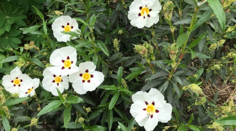 Cistus ladanifer