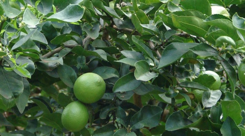 Citrus x latifolia