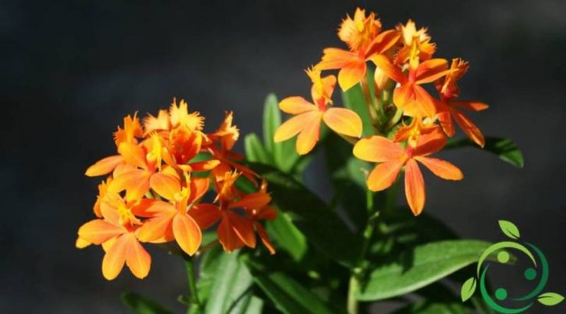 Come coltivare le Epidendrum