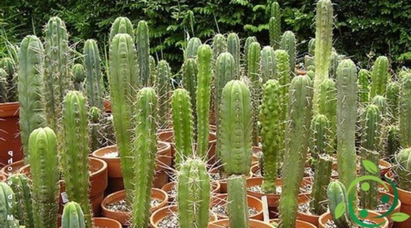 Come coltivare il Trichocereus