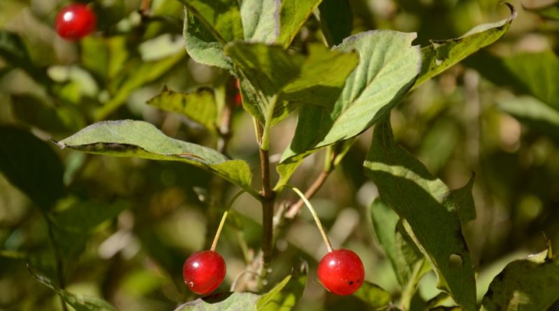 Lonicera alpigena