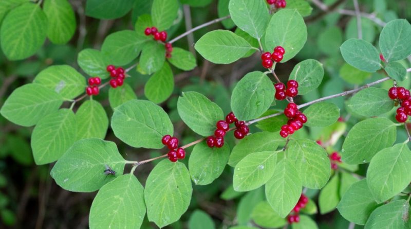 Lonicera xylosteum