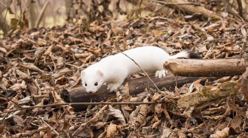 Mustela erminea