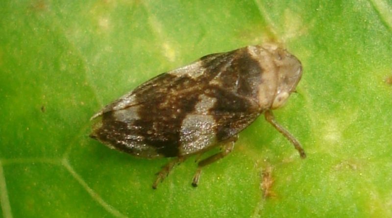 Philaenus spumarius