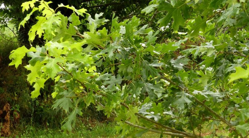Quercus acerifolia