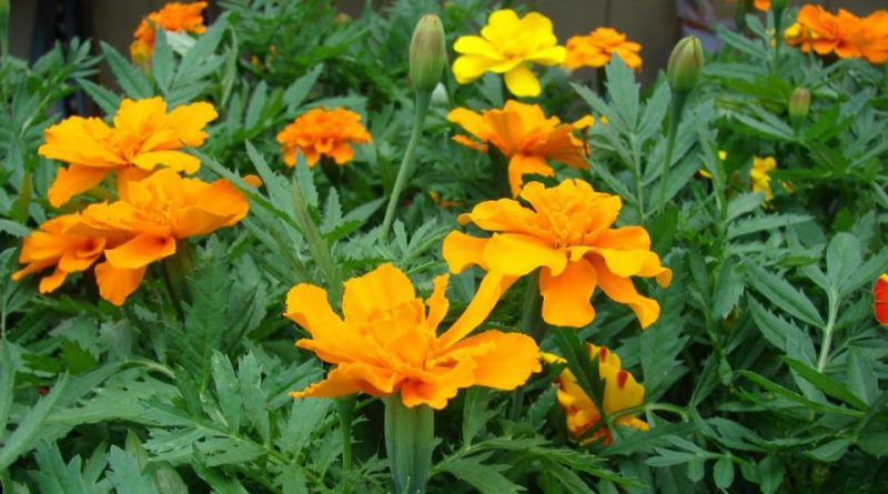 Tagetes erecta