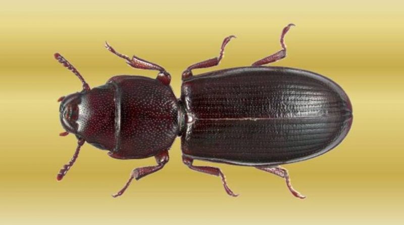 Tenebroides mauritanicus