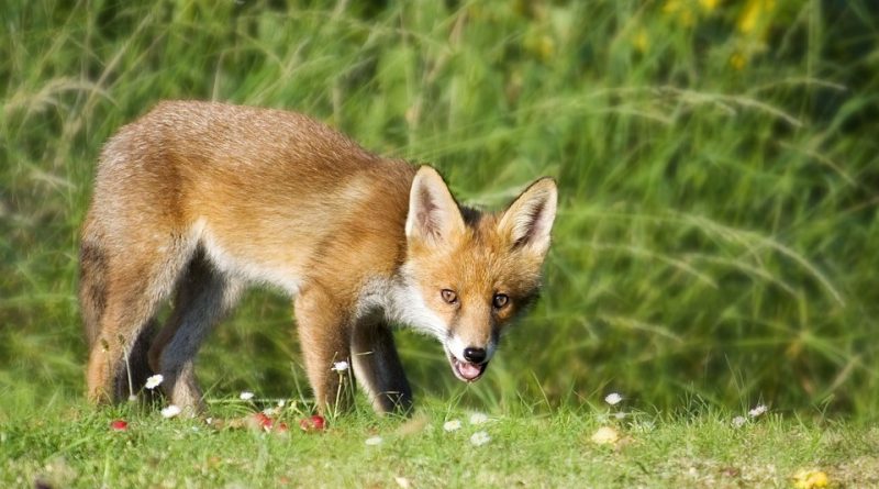 Vulpes vulpes