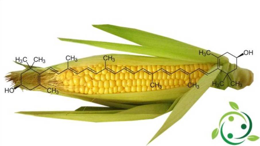 Zeaxantina Fórmula Química, Propiedades, Ocurrencia Natural…