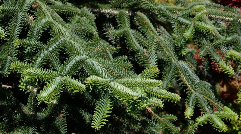 Abies numidica