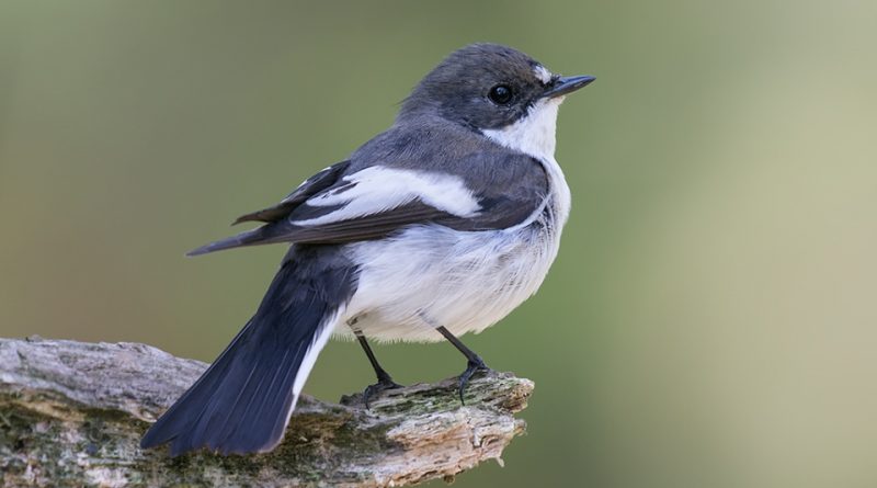 Ficedula hypoleuca