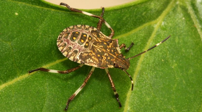 Halyomorpha halys