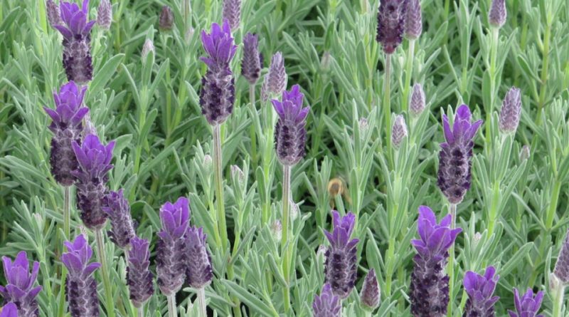 Lavandula stoechas