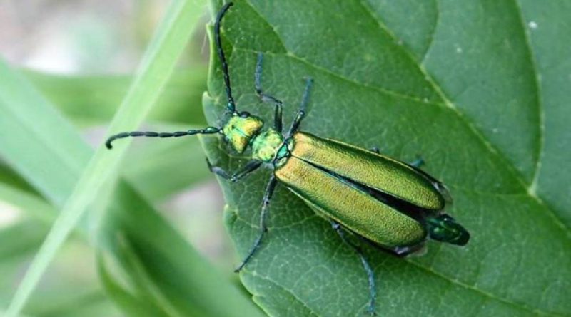 Lytta vesicatoria