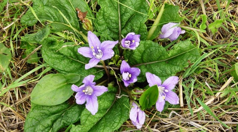 Mandragora autumnalis