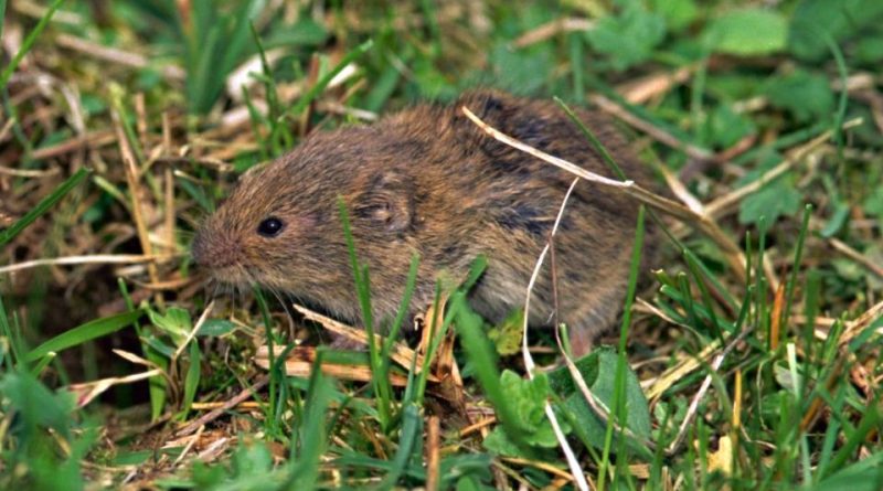 Microtus arvalis