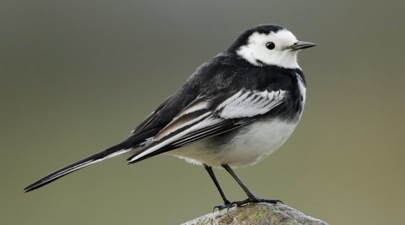 Motacilla alba