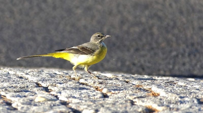 Motacilla cinerea