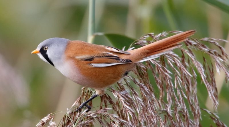 Panurus biarmicus