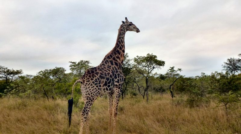 Parco Nazionale Kruger