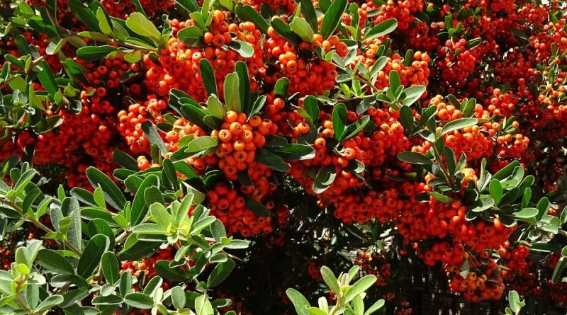 Pyracantha coccinea