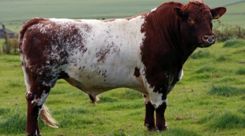 Beef Shorthorn