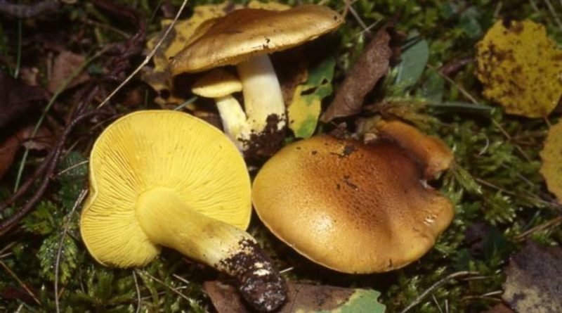 Tricholoma equestre