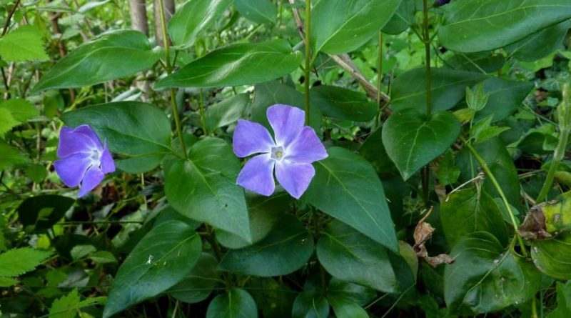 Vinca major