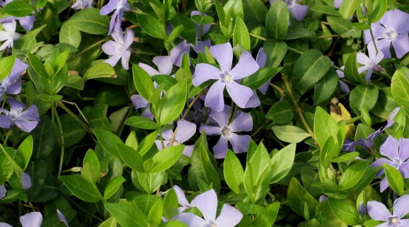 Vinca minor