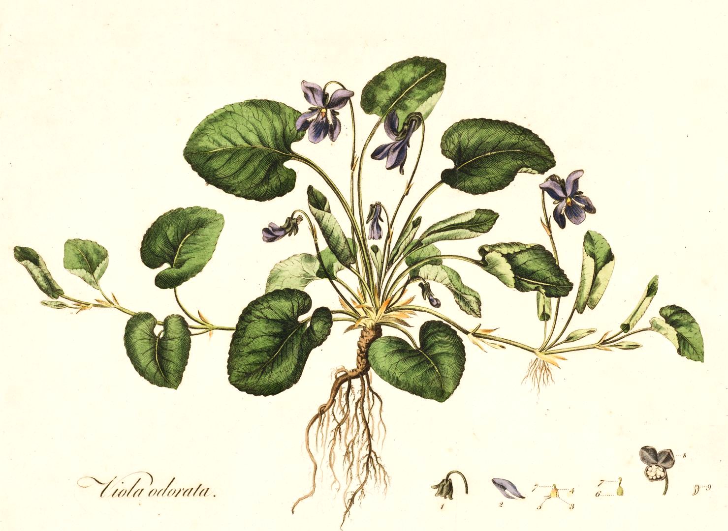 Viola odorata Systematics, Etymology, Habitat, Cultivation