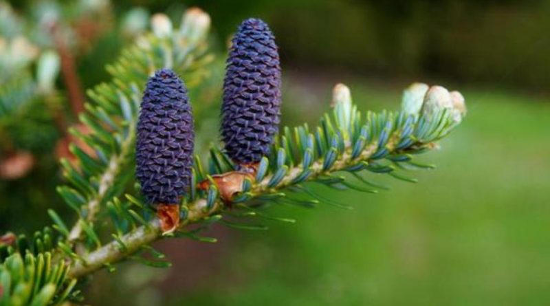 Abies sibirica