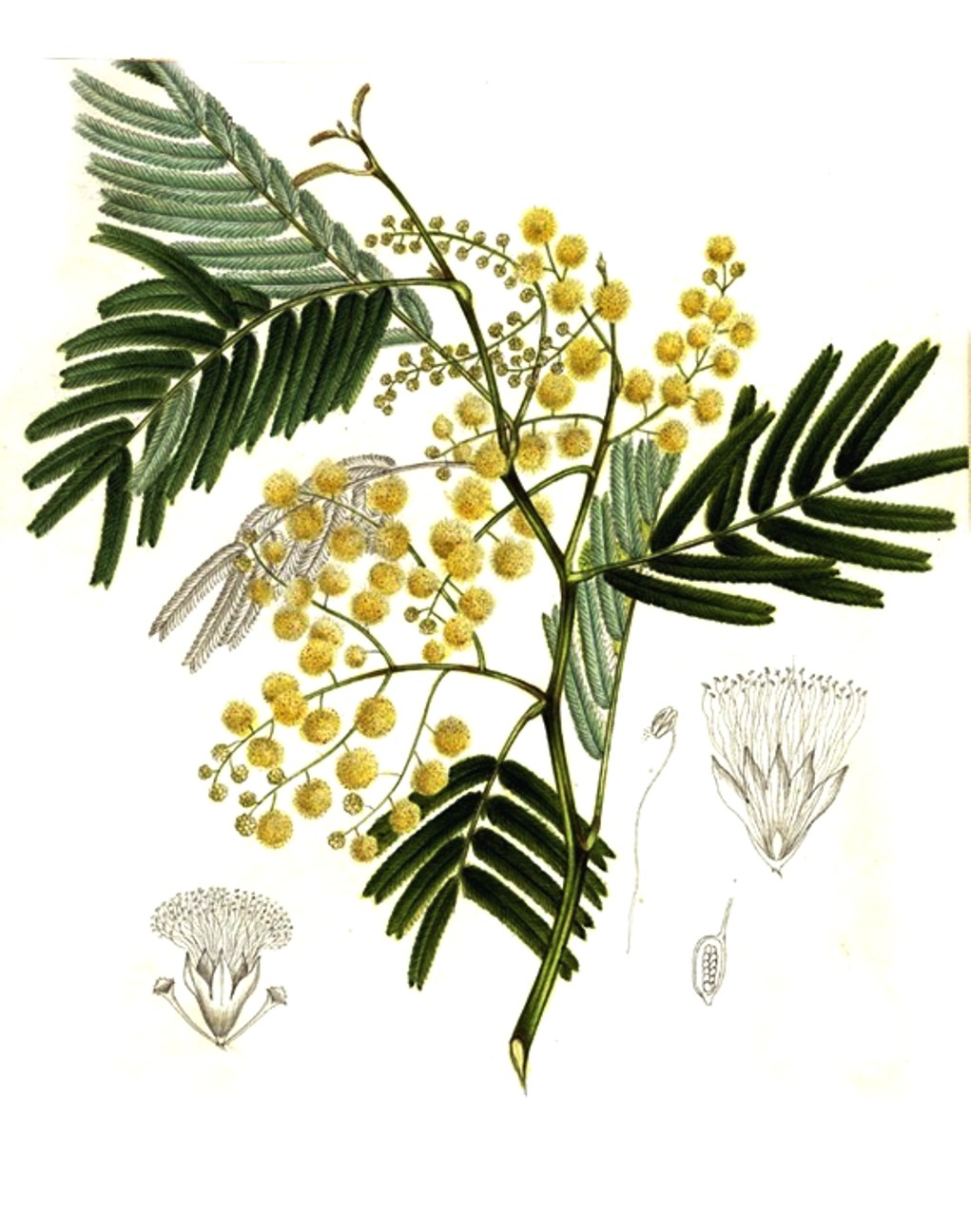 Acacia dealbata Ботанический рисунок
