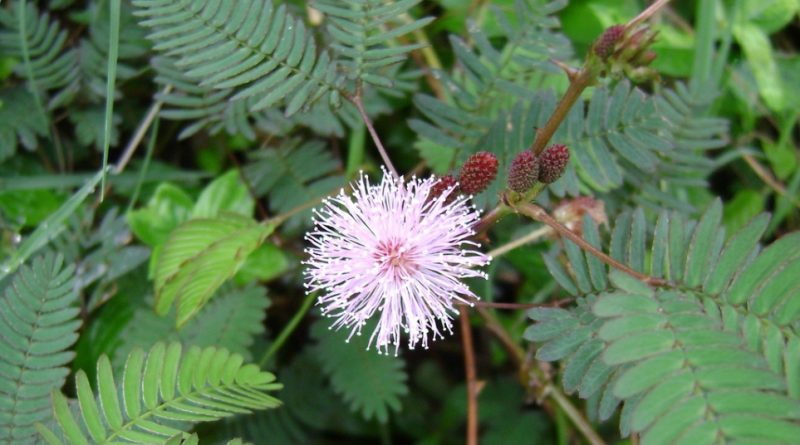 Acacia catechu