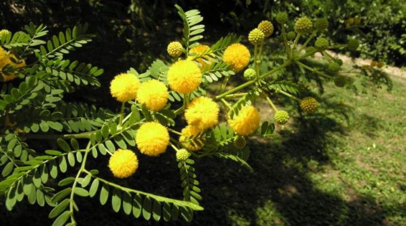 Acacia farnesiana