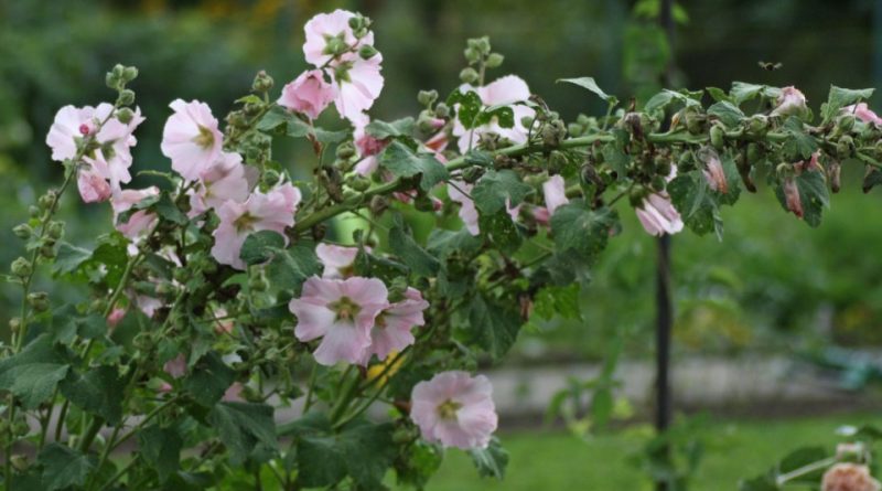 Alcea rosea