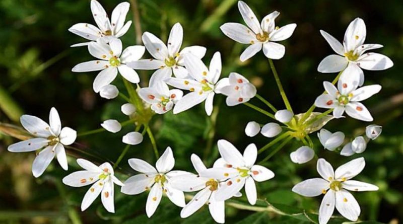 Allium subhirsutum