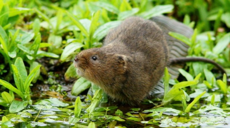 Arvicola amphibius