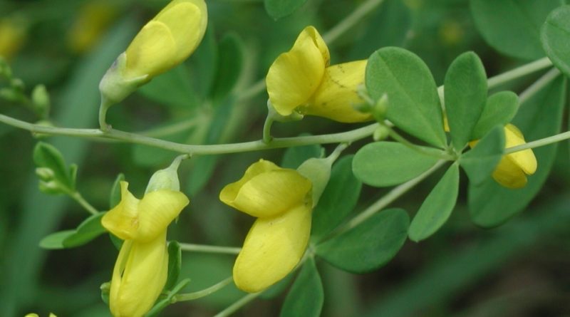 Baptisia tinctoria