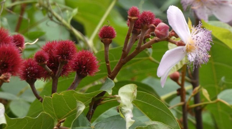 Bixa orellana: Sistemática, Etimología, Hábitat, Cultivo...
